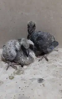 جوجه کفتر