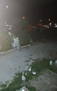 استخدام خانم جهت کار در منزل ومحوطه منزل