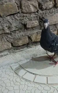 کفتر معاوضه با عروس هلندی