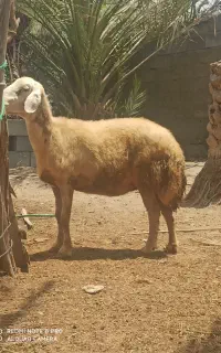 میش