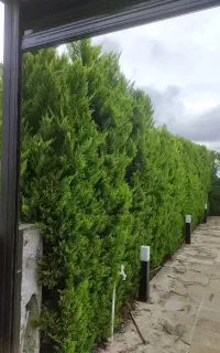 علف تراشی باغ ویلاباغ