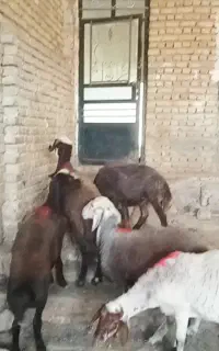 کاور درجه یک
