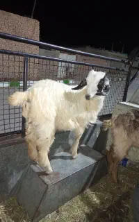 فروش کهره