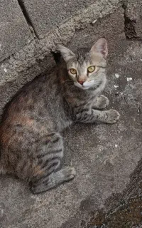 گربه