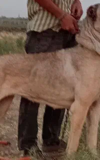 سگ سرابی