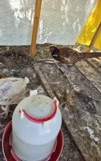 مرغ وخروس آمریکایی