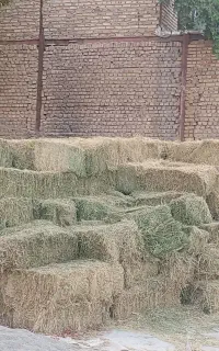 خوراک دام پیشوا