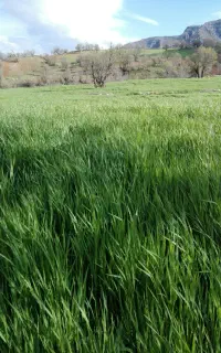 گندم درجه یک