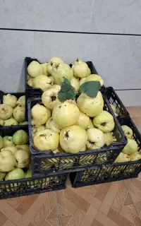 به هزارجریب