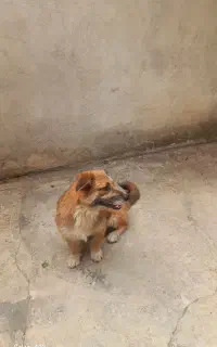 سگ نژاد دار
