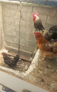 مرغ وخروس