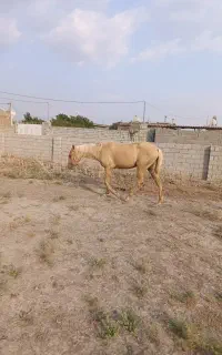 کره دوساله ترکمن