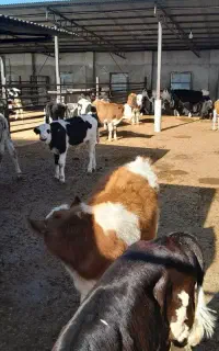 گوساله فروش