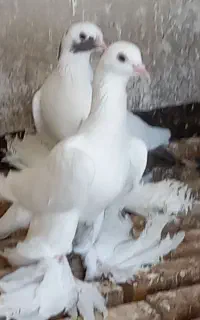 کبوتر پاپر سفید‌ماده