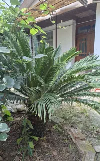 سیکانس