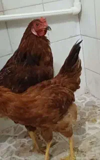 مرغ و خروس جوان