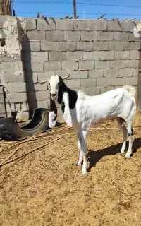 نر بز پاکستانی اصل (گلابی)