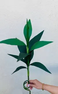شاخه بامبو