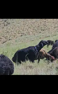 فروش قوچ همو سیاه زغالی دونیم ساله