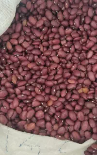 لوبیا قرمز محلی