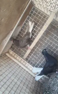 جف جوجه دم سفید آس ۱۴ پر دم