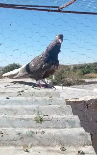 کفتر پرشی بی بمب