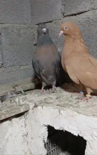 کبوتر سرور