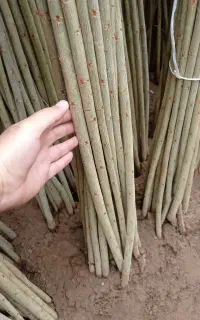 صنوبر نیگرا ۳ متری ۱۵۰۰۰ تومن