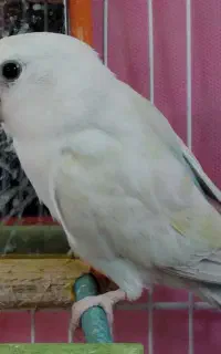 عروس هلندی گمشده