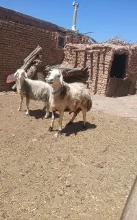 بره قوچی کله سفید و دوتا دیگه