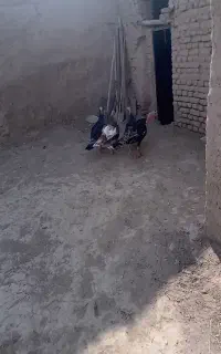 بوقلمون نرو ماده