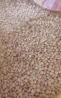 عدس تمیز