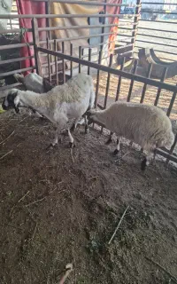 میش با بره