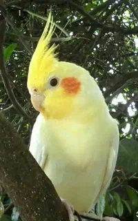 عروس هلندی گمشده