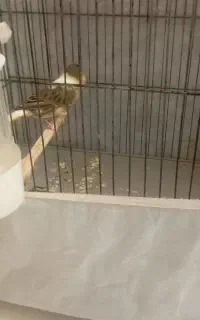 قناری نر