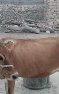 گاو