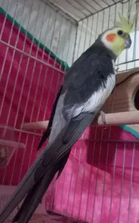عروس هلندی مست