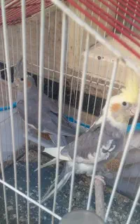 عروس هلندی