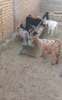 فروش ۸ راس کهره سالم سرحال