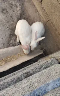 خرگوش