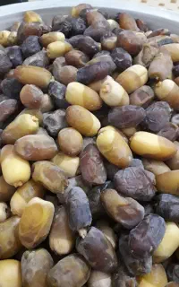رطب کبکاب