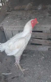 خرو س لاری سر حال
