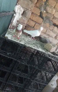 دو جفت طوقی با ۱تک نر