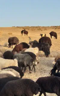 کارگر دامداری و چوپان