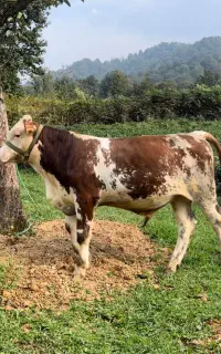 گوساله سمینتال آس
