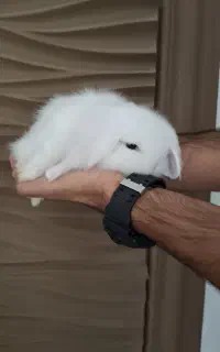 خرگوش،لوپ۳۵روزه