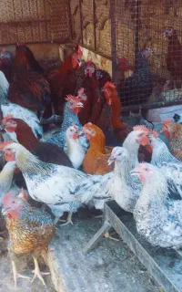 جوجه خروس محلی