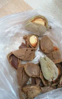 بادام درختی قزوین