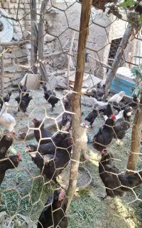 مرغ مرندی مشکی پاپر