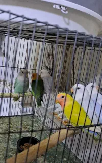 طوطی برزیلی رنگ خاص